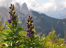 kwiatek w Dolomitach