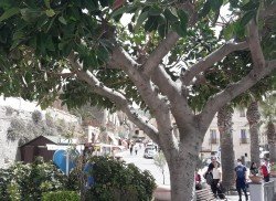Tropea Fikusy