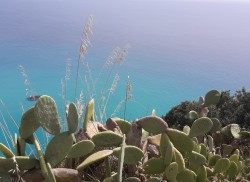 Tropea morze